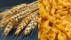 Does Pasta Contain Maida? Understanding Durum Wheat
