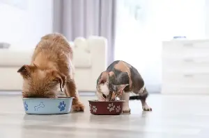 Earth Talk: Pets and the planet