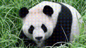 Furry, cuddly, and black and white: How China turned pandas into diplomatic envoys