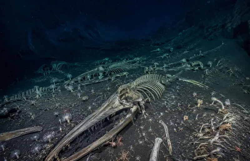El secreto del fondo del océano: millones de ballenas acumuladas en un mismo punto invisible