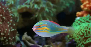 Fish use tools to crack shellfish