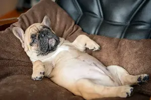 Is Your Dog Sleeping Enough? Vet Reveals Warning Signs They Need More Rest