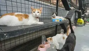 Araneta City launches welfare program for stray cats
