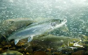 Wild salmon under threat from soaring river temperatures