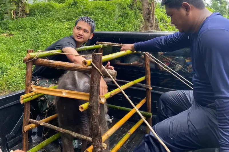 Officials use a bamboo cage to transport the calf to receive treatment on Friday. 