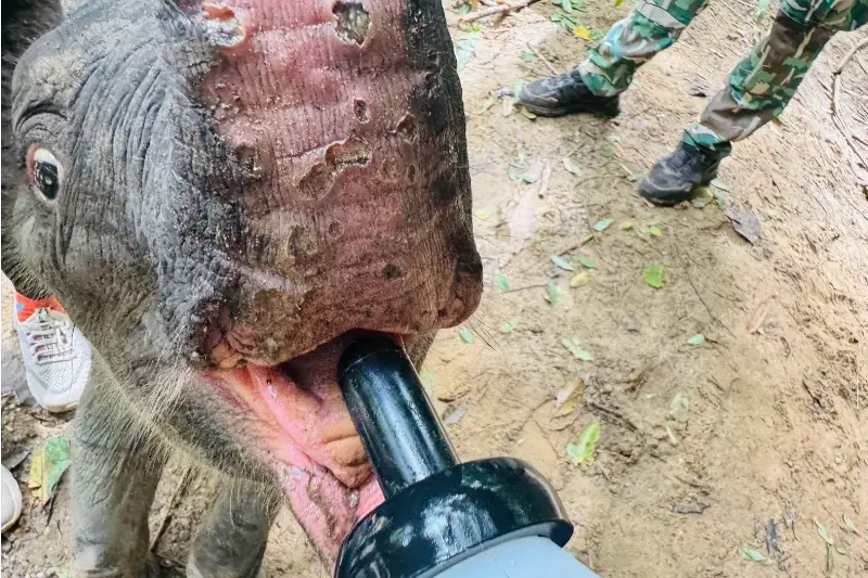 The baby elephant has multiple mouth ulcers resembling canker sores, making it difficult for him to drink milk. 