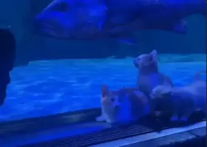Orphaned kittens meet sharks and stingrays on an aquarium field trip at the Mall of America