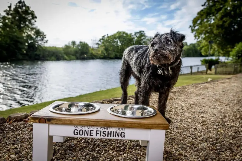 Gone Fishing dog Ted died earlier this year