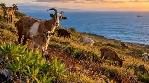 Invasive goats harmed Hawaii's ecosystem.