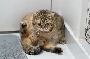 Woman Buys New Bathroom Accessory, Hysterics Over How Cat Reacts