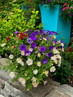 On Gardening: Let the good times roll with Superbells Double Mardi Gras