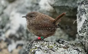 Wrens on Scottish islands double in size amid lack of predators