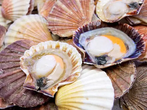 Qué es el callo de hacha: conoce más de este ingrediente marino. FOTO: getty images