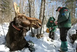 Minnesota moose population remains stable, according to latest DNR survey
