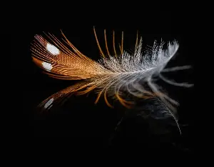 The hammer and feather fall together.