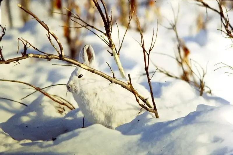 A snowshoe hare in winter, the animals introduced to Hay Island in 1959 that later disrupted forest regeneration.