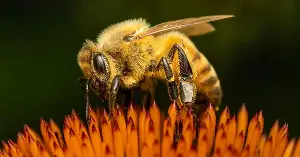 If a bee searching for nectar might be conscious and ChatGPT almost certainly isn’t, what exactly were we measuring when we decided something was aware?