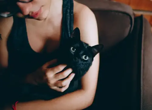 ¿Es bueno que mi gato se quede solo cuando me voy de viaje?