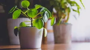 What To Do With A Chinese Money Plant In March – Revive, Refresh, and Reap the Rewards This Season