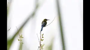 Growing heat impact on wildlife; dehydration cases rise in Pune