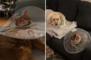 Woman Gets Allergy Test for ‘Itchy’ Cat, Unprepared for What Results Show