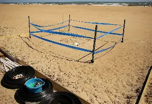 Sea turtles are hatching in near-record numbers in NC this year. Here’s why