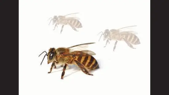 There are over 20,000 bee species in the world, but only 4% of them can make honey. (ADOBE STOCK)