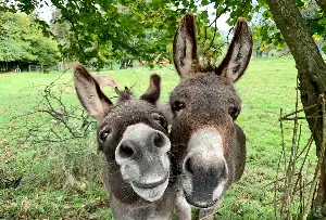 Tears at What Resident Donkey Does As Terrified Newcomer Arrives at Rescue
