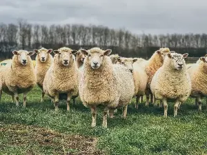 Man arrested by London police over 'scam' claims that 650 sheep were stolen