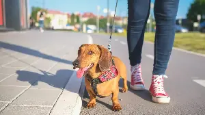 Miniature Dachshund ‘Refuses To Walk Past’ One Thing—Internet in Stitches