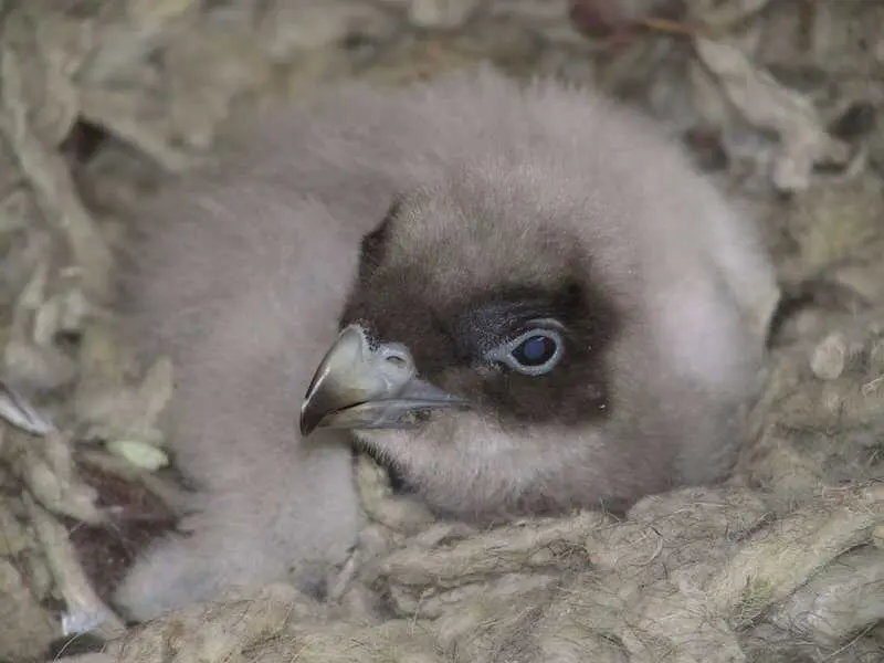 Un estudio en el que participa la Junta detecta contaminantes ambientales en huevos de aves protegidas