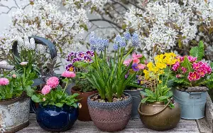 10 beautiful low-maintenance plants to bring spring to your garden