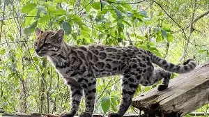 Meow! New wild feline species found in Bolivia after 100 years