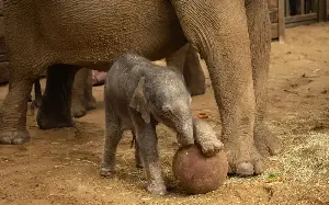 Football mad baby elephant makes it 1-0 at calf time