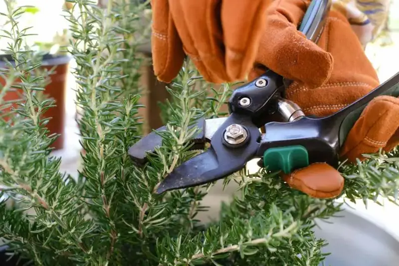Potare il rosmarino a gennaio: ottima idea o errore clamoroso? Se stai per farlo fermati un attimo e leggi questo