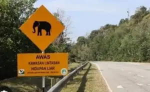 Perhilitan tracking wild elephant believed hit by vehicle on Jalan Jerangau-Jabor