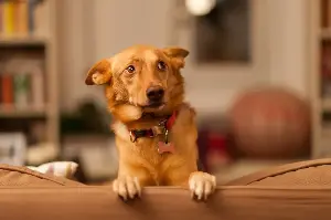 Trainer Reveals the Number 1 Noise Trigger for Dogs—and It’s Not Fireworks