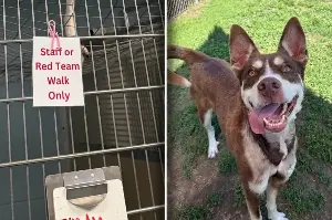 This husky might be Houdini's reincarnation: "We were dying laughing"