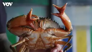 A stir is caused by a 'mutant' sea crab with two claws but four pincers.