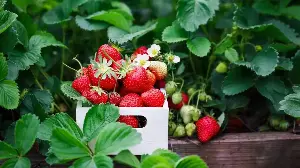 What to Do With Strawberry Plants in April – 5 Key Tasks for Huge Harvests and Sweeter Fruits This Summer