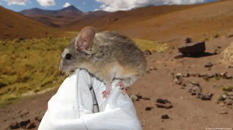 Qué revela este diminuto ratón de los Andes sobre los límites de la vida en la Tierra