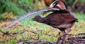 The Australian superb lyrebird can imitate almost any sound it has ever heard — chainsaws, camera shutters, car alarms, the calls of more than 20 other species — with enough accuracy that the birds being imitated often can’t tell the difference