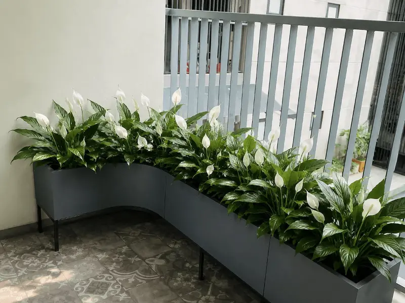 orchid plant in the balcony.jpg