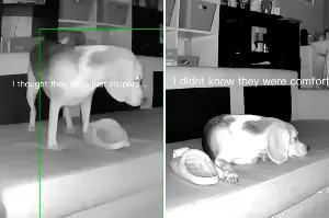 Cam Captures Dog Taking Slippers at Night, Then Owner Realizes Reason Why