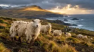 The sheep adapted to their environment.