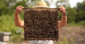 Bees can nest in animal bones.