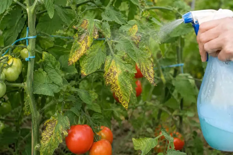 Poltiglia bordolese, il rimedio di 150 anni che continua a proteggere i pomodori dalla peronospora