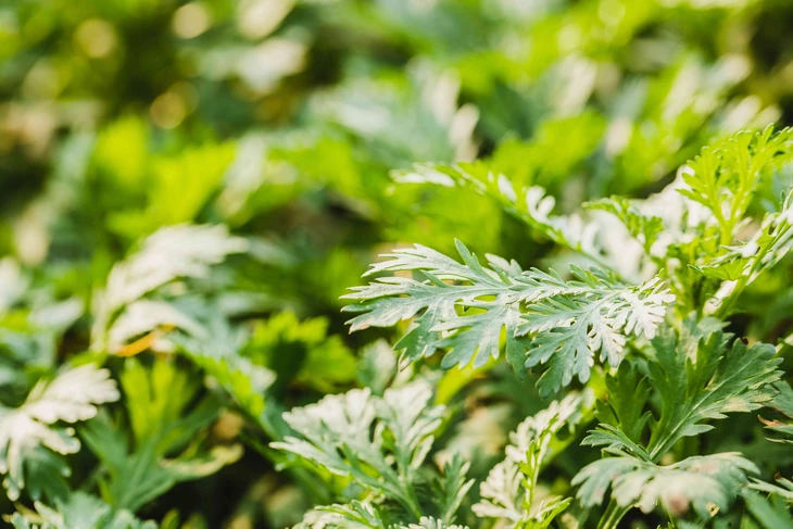 Facial steaming with mugwort is a method of releasing the active ingredients of mugwort through steam.
