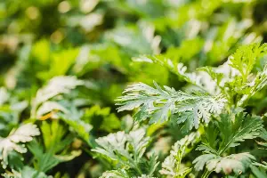 5 benefits of steaming your face with mugwort.