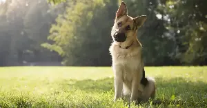 Gifted dogs show head-tilt behavior